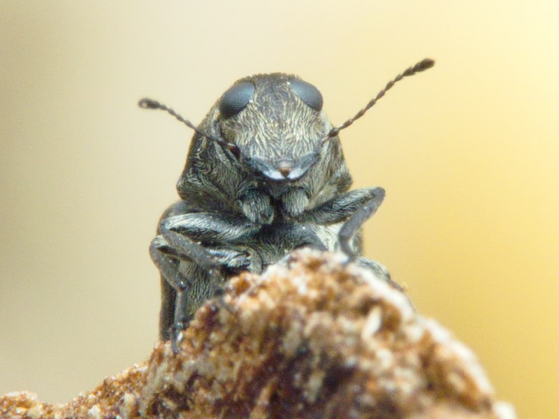 Rhaphitropis marchica (Herbst, 1797)